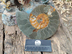 Polished and Natural Opalized Cleoniceras Ammonite Fossil Pairs x 2 From Tulear, Ma - Toprock Gemstones and Minerals 