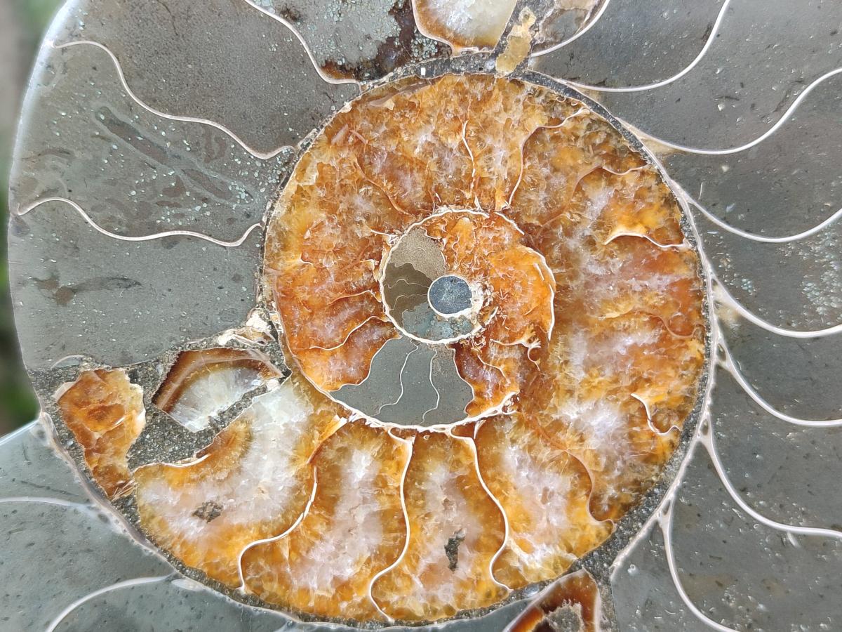 Polished and Natural Opalized Cleoniceras Ammonite Fossil Pairs x 2 From Tulear, Ma - Toprock Gemstones and Minerals 