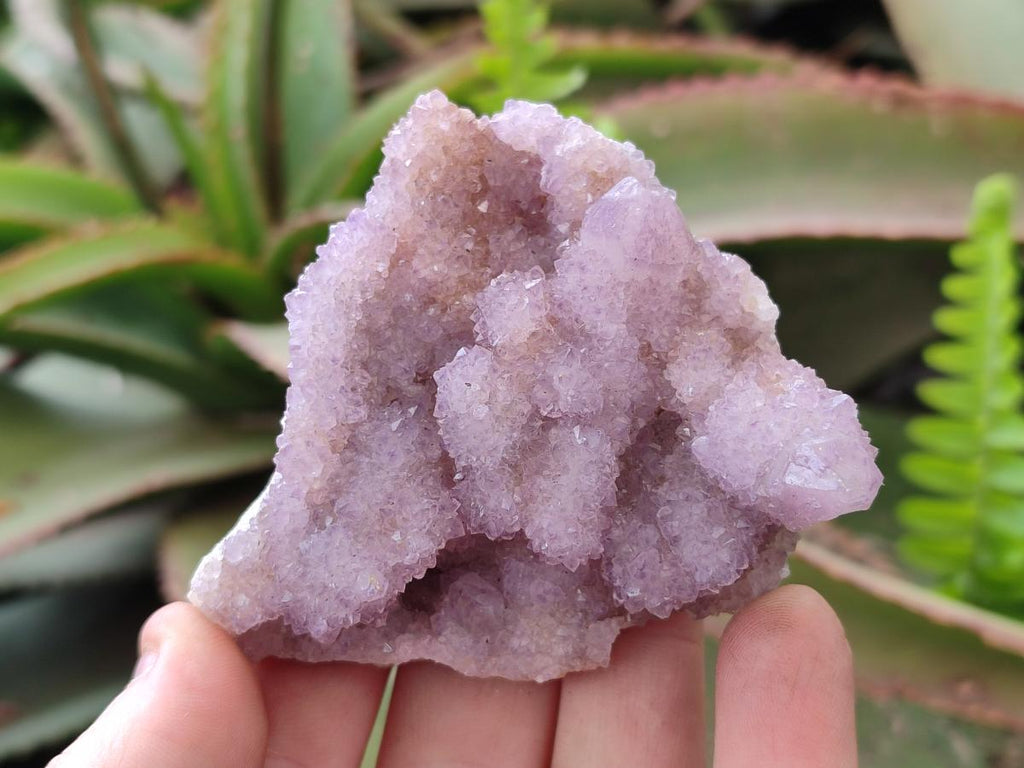 Natural Spirit Amethyst Clusters x 6 From Boekenhouthoek, South Africa - Toprock Gemstones and Minerals 