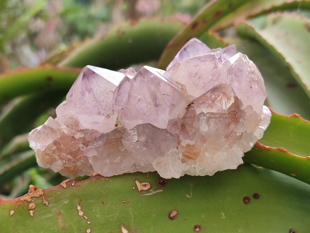 Natural Spirit Amethyst Clusters x 6 From Boekenhouthoek, South Africa - Toprock Gemstones and Minerals 