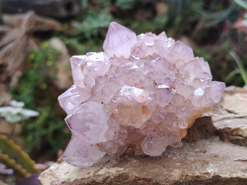 Natural Spirit Amethyst Clusters x 6 From Boekenhouthoek, South Africa - Toprock Gemstones and Minerals 