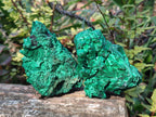 Natural Silky Malachite Specimens x 6 From Kasompe, Congo - Toprock Gemstones and Minerals 