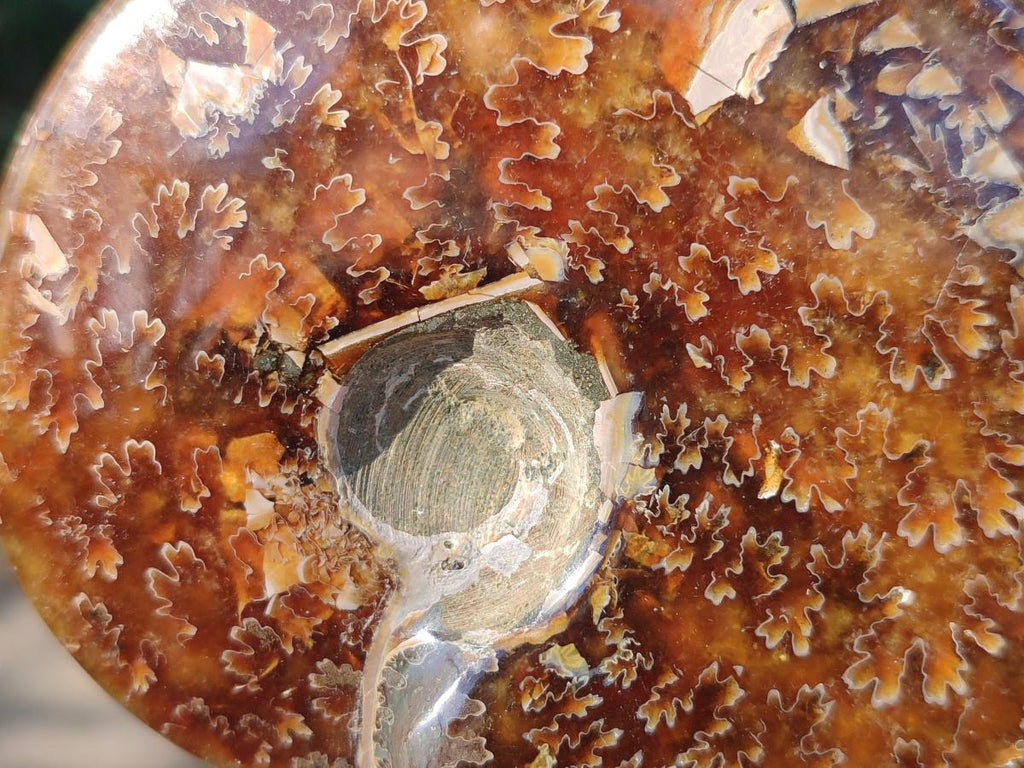 Polished Whole "Jigsaw" Cleoniceras Ammonite Fossils x 2 From Tulear, Madagascar - Toprock Gemstones and Minerals 