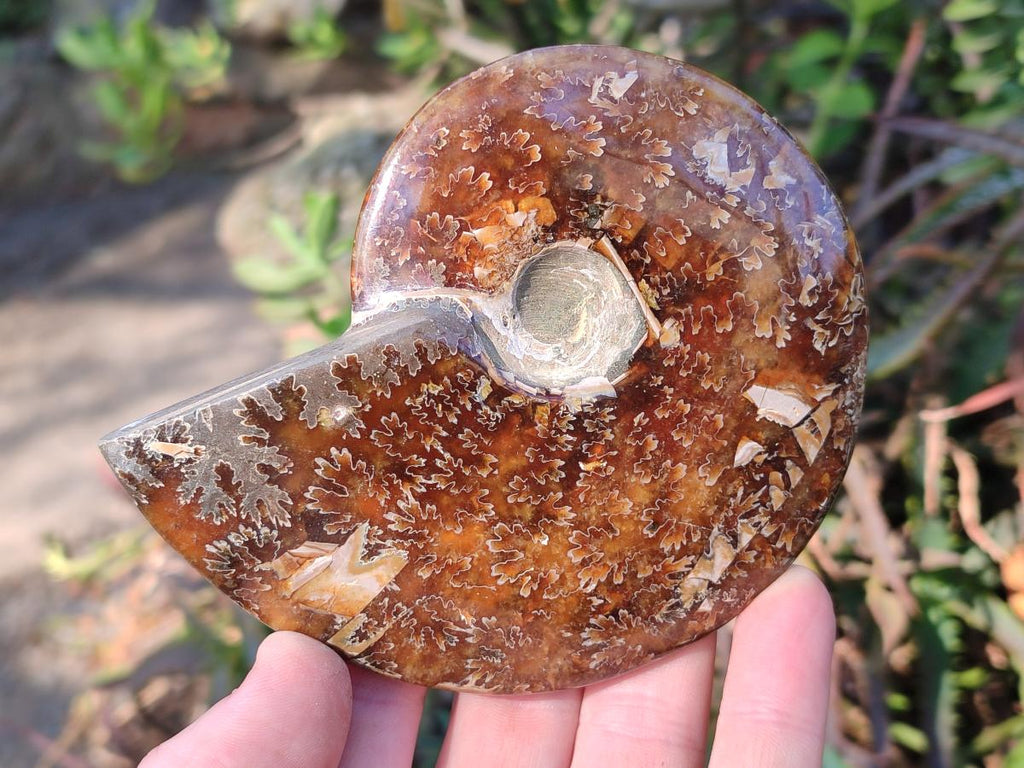 Polished Whole "Jigsaw" Cleoniceras Ammonite Fossils x 2 From Tulear, Madagascar - Toprock Gemstones and Minerals 