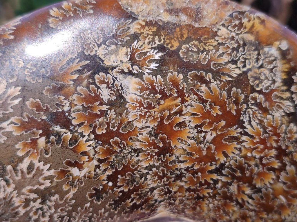 Polished Whole "Jigsaw" Cleoniceras Ammonite Fossils x 2 From Tulear, Madagascar - Toprock Gemstones and Minerals 