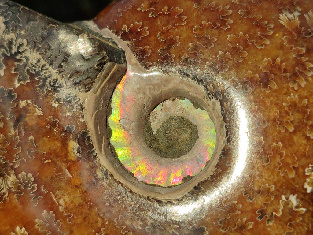 Polished Whole "Jigsaw" Cleoniceras Ammonite Fossils x 2 From Tulear, Madagascar - Toprock Gemstones and Minerals 