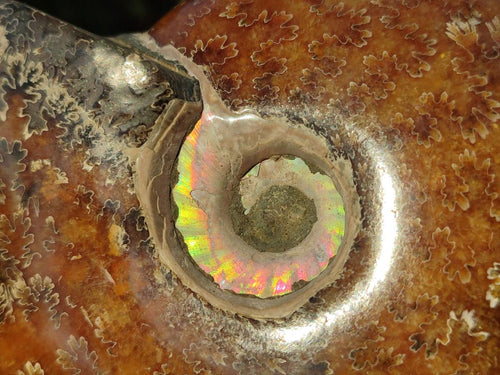 Polished Whole "Jigsaw" Cleoniceras Ammonite Fossils x 2 From Tulear, Madagascar - Toprock Gemstones and Minerals 