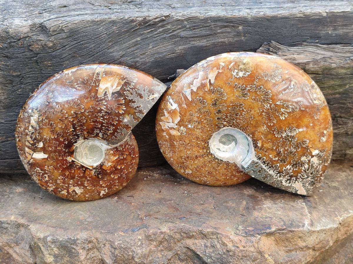 Polished Whole "Jigsaw" Cleoniceras Ammonite Fossils x 2 From Tulear, Madagascar - Toprock Gemstones and Minerals 