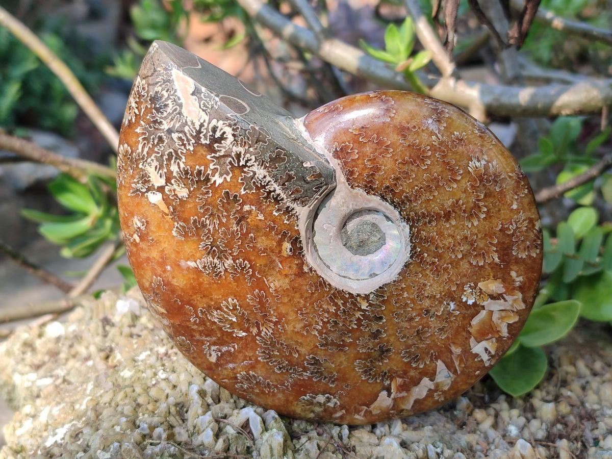 Polished Whole "Jigsaw" Cleoniceras Ammonite Fossils x 2 From Tulear, Madagascar - Toprock Gemstones and Minerals 