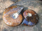 Polished Whole "Jigsaw" Cleoniceras Ammonite Fossils x 2 From Tulear, Madagascar - Toprock Gemstones and Minerals 