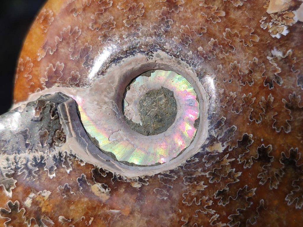 Polished Whole "Jigsaw" Cleoniceras Ammonite Fossils x 2 From Tulear, Madagascar - Toprock Gemstones and Minerals 