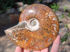 Polished Whole "Jigsaw" Cleoniceras Ammonite Fossils x 2 From Tulear, Madagascar - Toprock Gemstones and Minerals 
