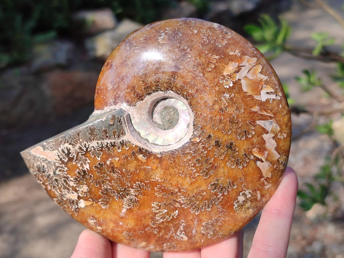 Polished Whole "Jigsaw" Cleoniceras Ammonite Fossils x 2 From Tulear, Madagascar - Toprock Gemstones and Minerals 