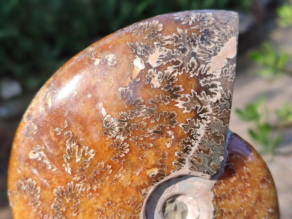 Polished Whole "Jigsaw" Cleoniceras Ammonite Fossils x 2 From Tulear, Madagascar - Toprock Gemstones and Minerals 