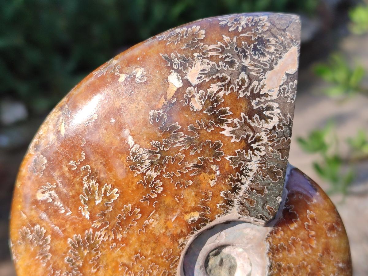 Polished Whole "Jigsaw" Cleoniceras Ammonite Fossils x 2 From Tulear, Madagascar - Toprock Gemstones and Minerals 