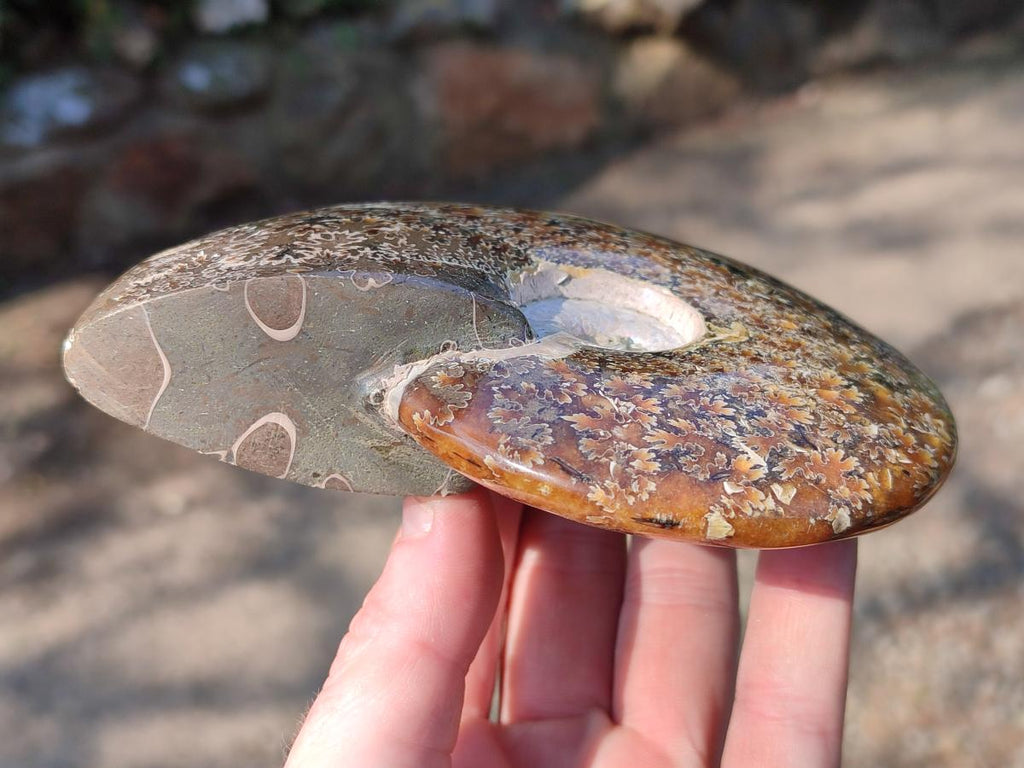 Polished Whole "Jigsaw" Cleoniceras Ammonite Fossils x 2 From Tulear, Madagascar - Toprock Gemstones and Minerals 