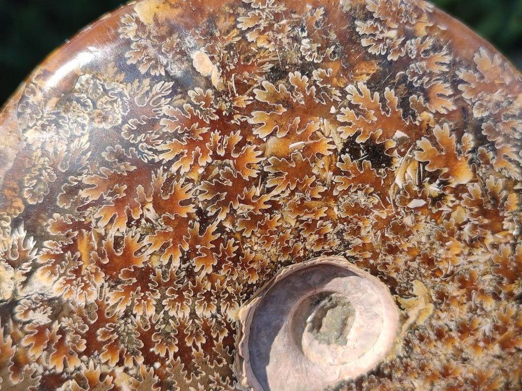 Polished Whole "Jigsaw" Cleoniceras Ammonite Fossils x 2 From Tulear, Madagascar - Toprock Gemstones and Minerals 