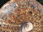 Polished Whole "Jigsaw" Cleoniceras Ammonite Fossils x 2 From Tulear, Madagascar - Toprock Gemstones and Minerals 