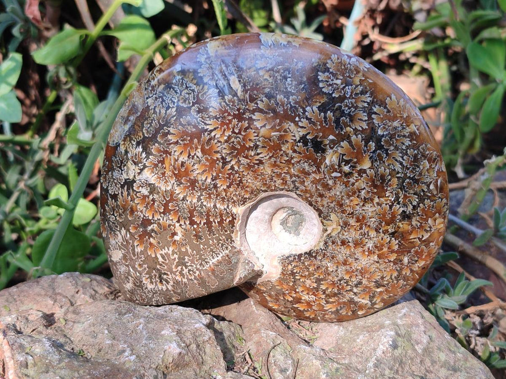 Polished Whole "Jigsaw" Cleoniceras Ammonite Fossils x 2 From Tulear, Madagascar - Toprock Gemstones and Minerals 