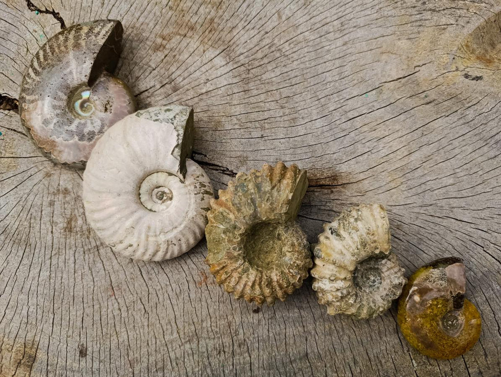 Polished and Natural Mixed Ammonite Fossils x 5 From Tulear, Madagascar - Toprock Gemstones and Minerals 