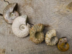 Polished and Natural Mixed Ammonite Fossils x 5 From Tulear, Madagascar - Toprock Gemstones and Minerals 