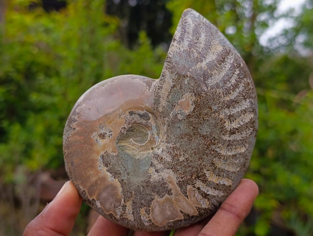 Polished and Natural Mixed Ammonite Fossils x 5 From Tulear, Madagascar - Toprock Gemstones and Minerals 