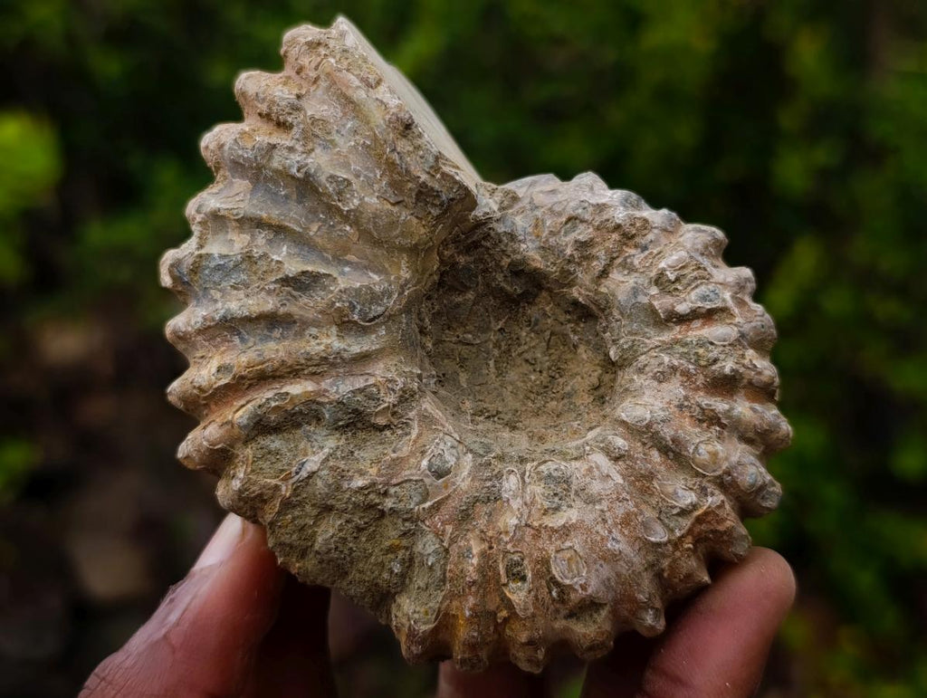 Polished and Natural Mixed Ammonite Fossils x 5 From Tulear, Madagascar - Toprock Gemstones and Minerals 