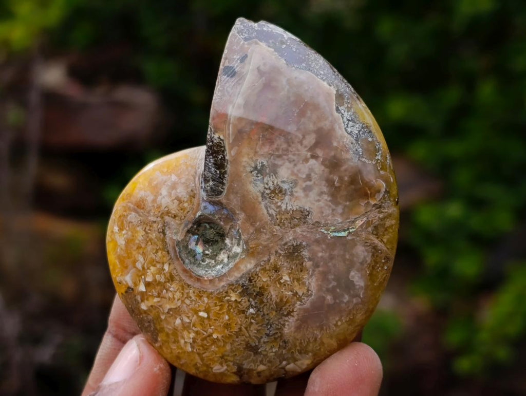 Polished and Natural Mixed Ammonite Fossils x 5 From Tulear, Madagascar - Toprock Gemstones and Minerals 