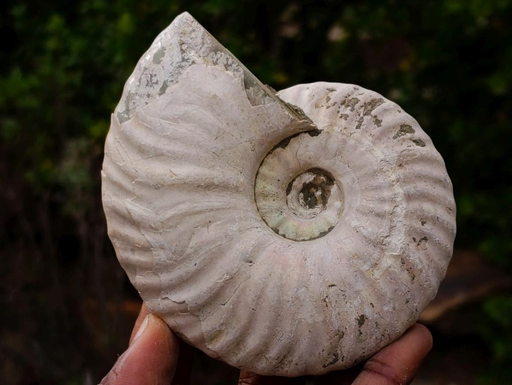Polished and Natural Mixed Ammonite Fossils x 5 From Tulear, Madagascar - Toprock Gemstones and Minerals 