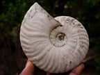 Polished and Natural Mixed Ammonite Fossils x 5 From Tulear, Madagascar - Toprock Gemstones and Minerals 