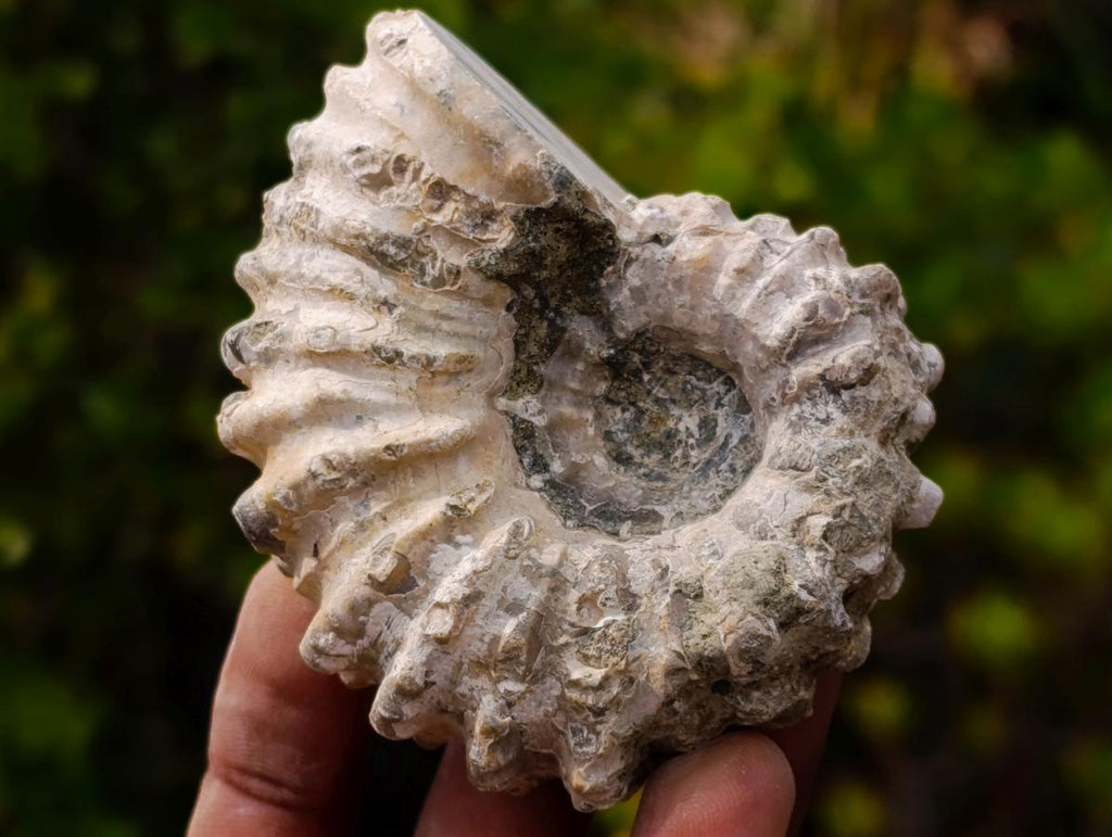 Polished and Natural Mixed Ammonite Fossils x 5 From Tulear, Madagascar - Toprock Gemstones and Minerals 