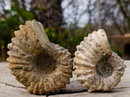 Polished and Natural Mixed Ammonite Fossils x 5 From Tulear, Madagascar - Toprock Gemstones and Minerals 