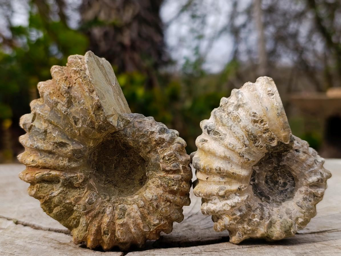 Polished and Natural Mixed Ammonite Fossils x 5 From Tulear, Madagascar - Toprock Gemstones and Minerals 
