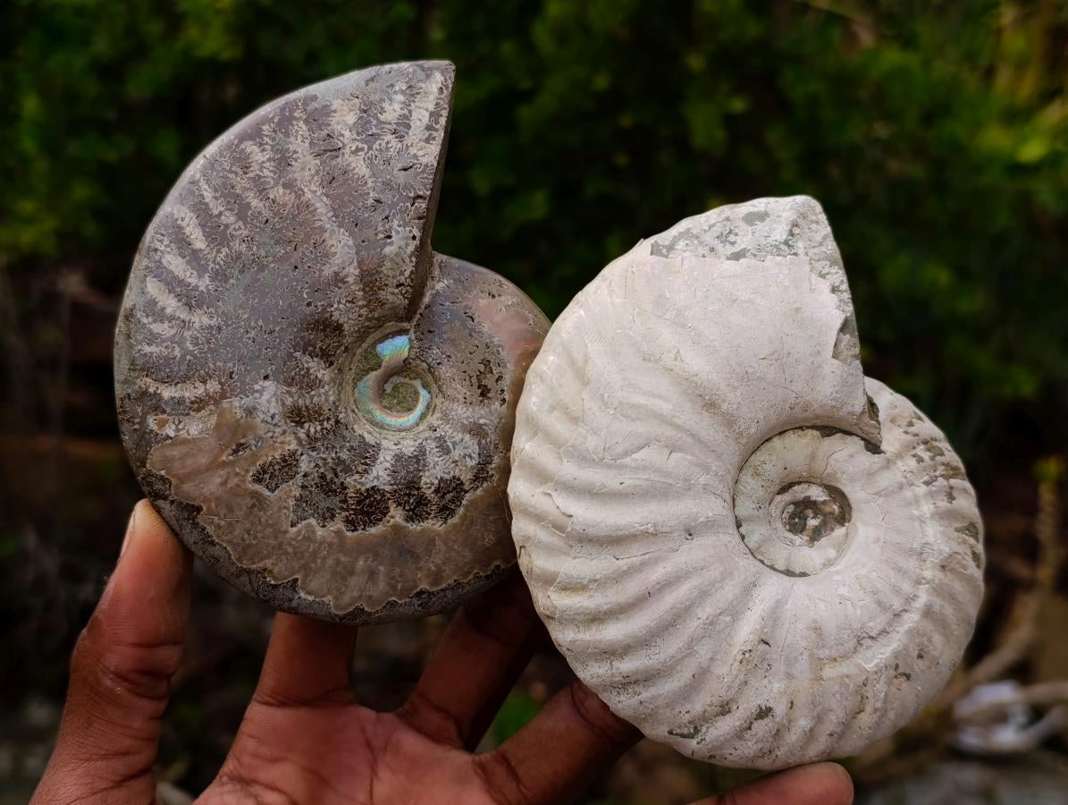 Polished and Natural Mixed Ammonite Fossils x 5 From Tulear, Madagascar - Toprock Gemstones and Minerals 