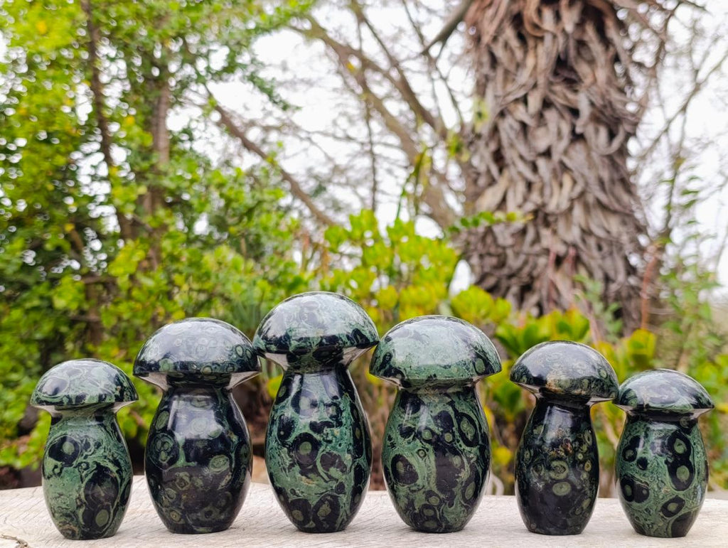 Polished Stromatolite "Kambamba Jasper" Mushrooms x 6 From Katsepy, Madagascar - Toprock Gemstones and Minerals 