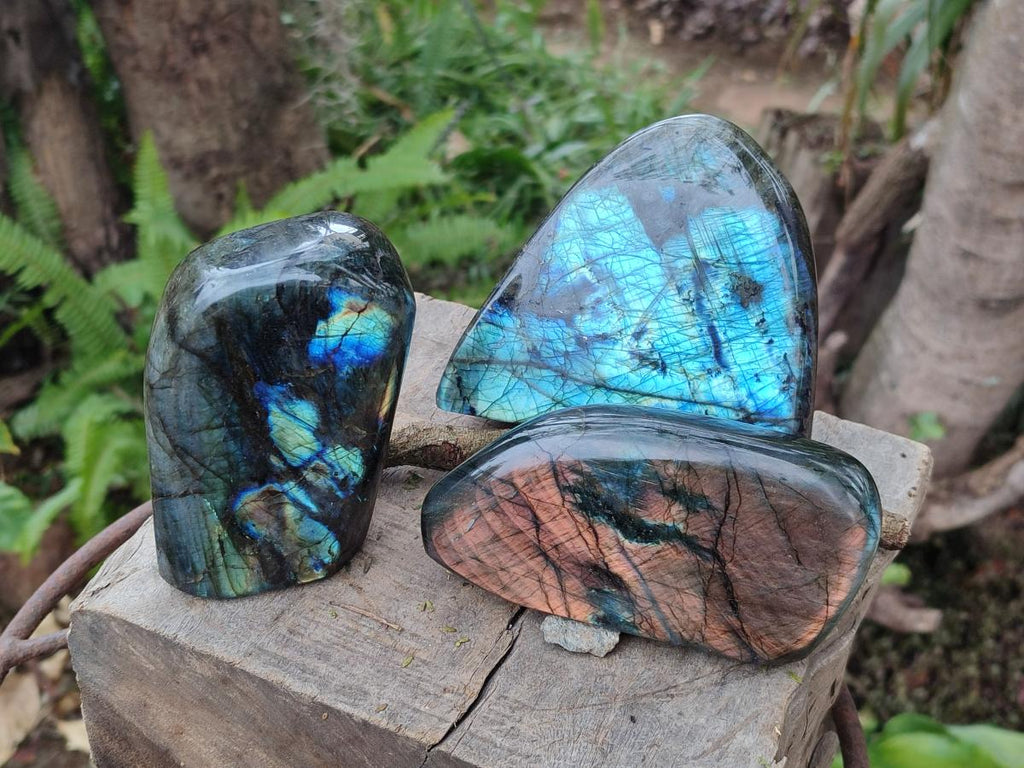 Polished Labradorite Standing Display Pieces x 3 From Madagascar - Toprock Gemstones and Minerals 