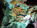 Natural Large Rare Malachite Pseudomorph Specimen with Associated x 1 From Luputo, Congo - Toprock Gemstones and Minerals 