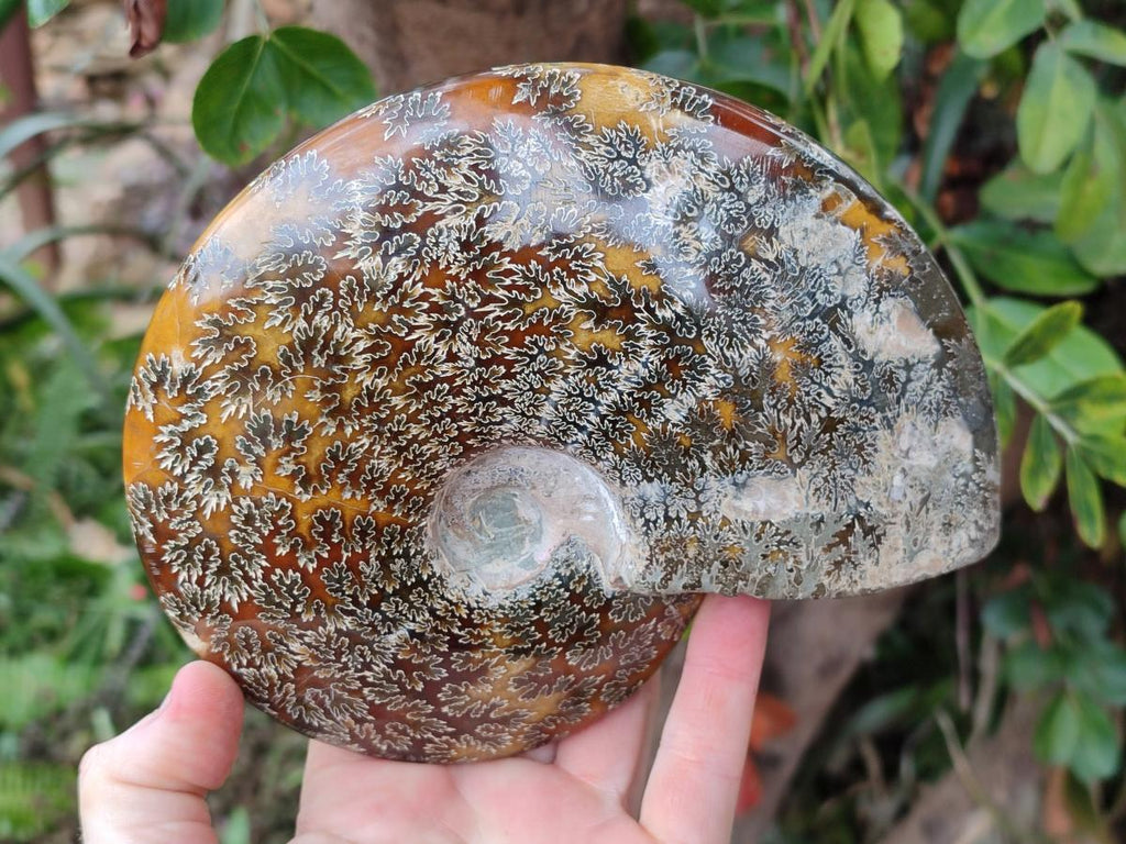 Polished Large "Jigsaw" Cleoniceras Ammonite Fossil x 1 From Tulear, Madagascar - Toprock Gemstones and Minerals 