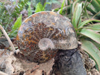 Polished Large "Jigsaw" Cleoniceras Ammonite Fossil x 1 From Tulear, Madagascar - Toprock Gemstones and Minerals 