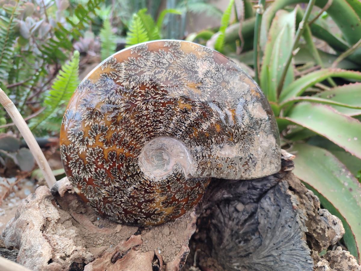 Polished Large "Jigsaw" Cleoniceras Ammonite Fossil x 1 From Tulear, Madagascar - Toprock Gemstones and Minerals 