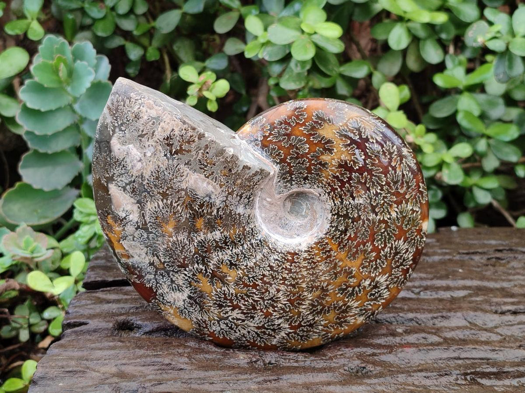 Polished Large "Jigsaw" Cleoniceras Ammonite Fossil x 1 From Tulear, Madagascar - Toprock Gemstones and Minerals 