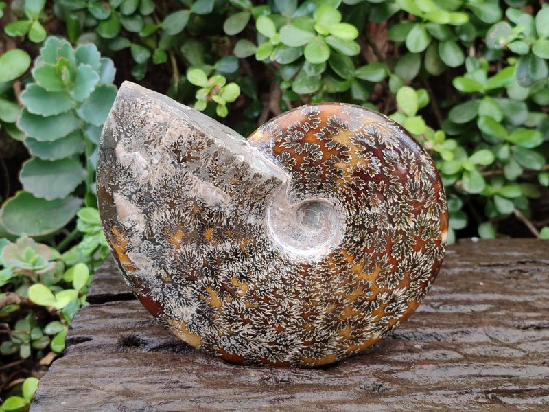 Polished Large "Jigsaw" Cleoniceras Ammonite Fossil x 1 From Tulear, Madagascar - Toprock Gemstones and Minerals 