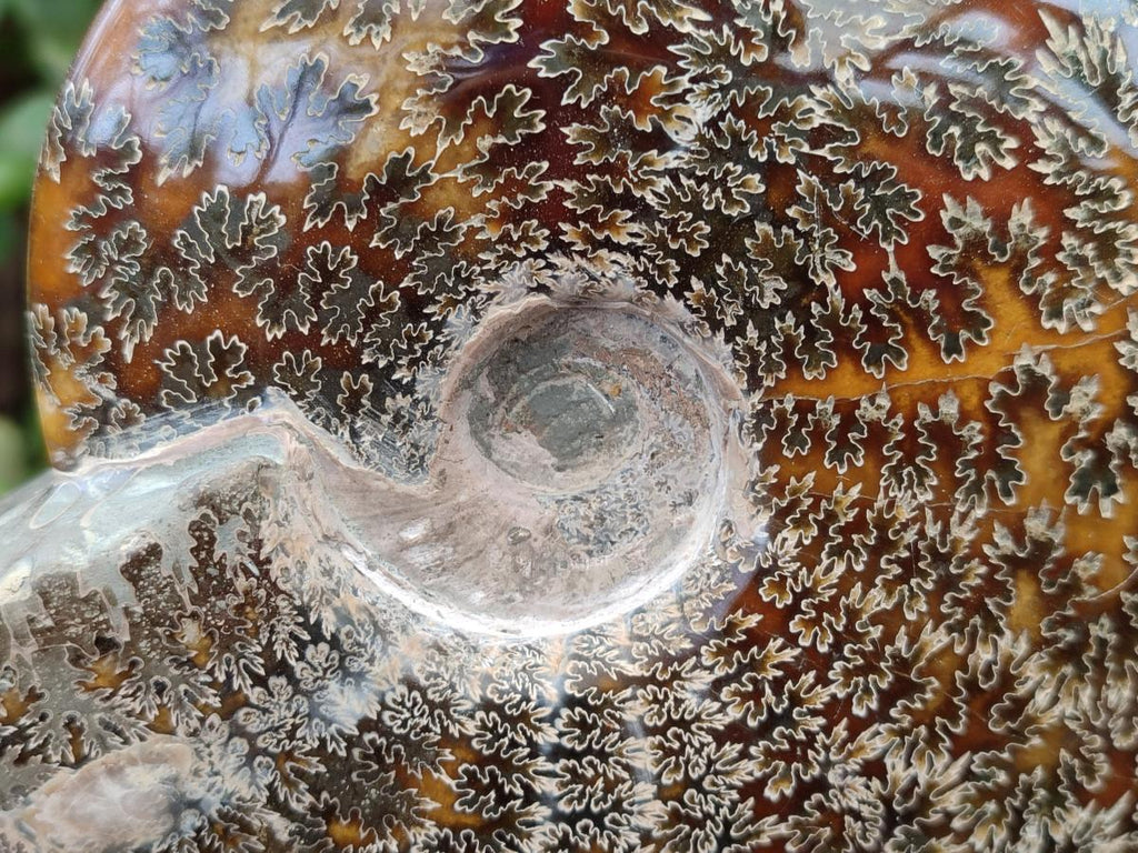 Polished Large "Jigsaw" Cleoniceras Ammonite Fossil x 1 From Tulear, Madagascar - Toprock Gemstones and Minerals 