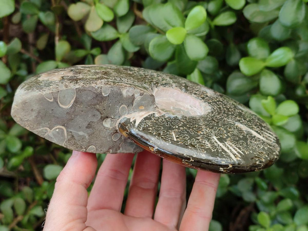 Polished Large "Jigsaw" Cleoniceras Ammonite Fossil x 1 From Tulear, Madagascar - Toprock Gemstones and Minerals 