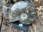 Polished Large "Jigsaw" Cleoniceras Ammonite Fossil x 1 From Tulear, Madagascar - Toprock Gemstones and Minerals 