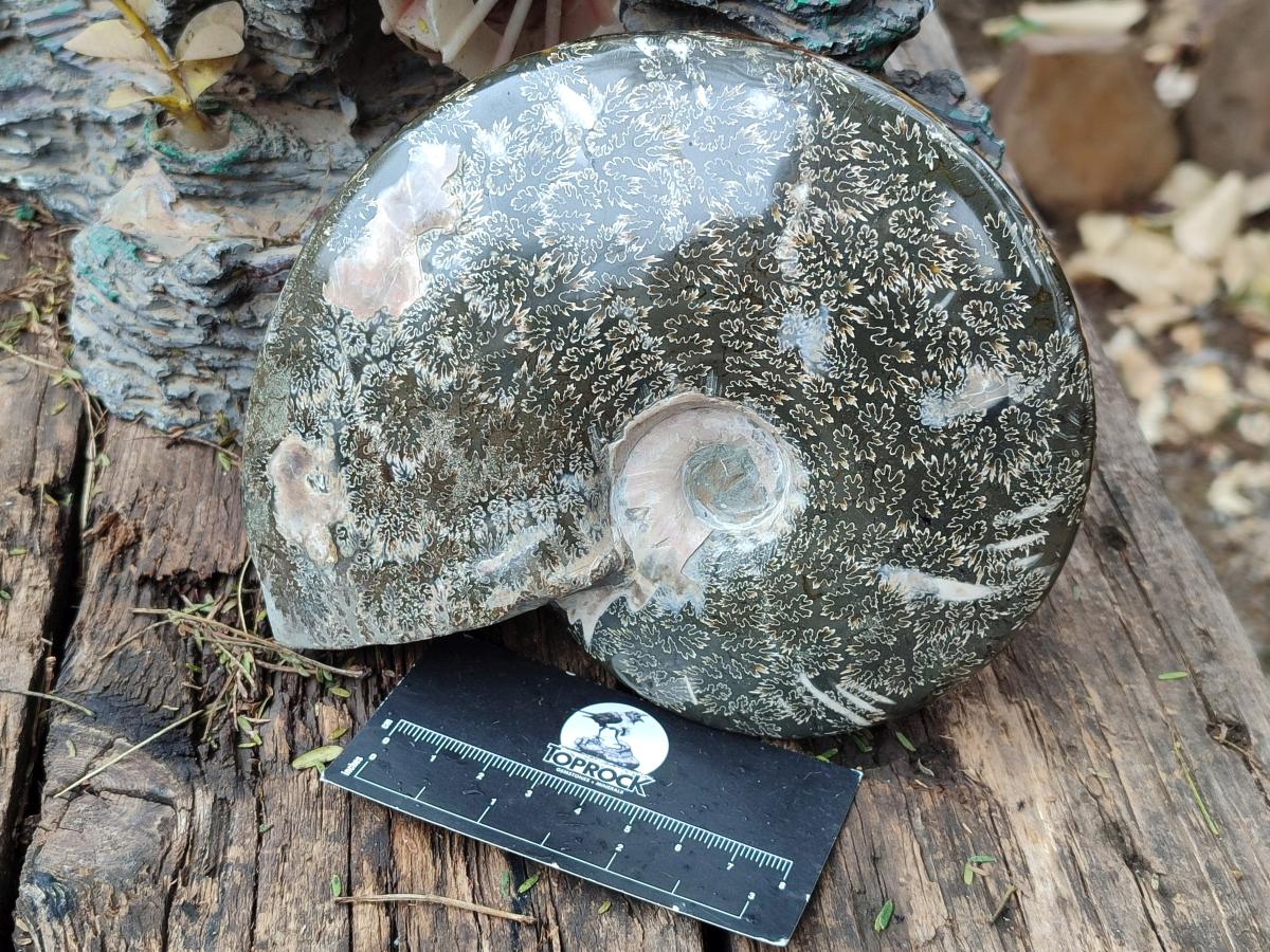 Polished Large "Jigsaw" Cleoniceras Ammonite Fossil x 1 From Tulear, Madagascar - Toprock Gemstones and Minerals 