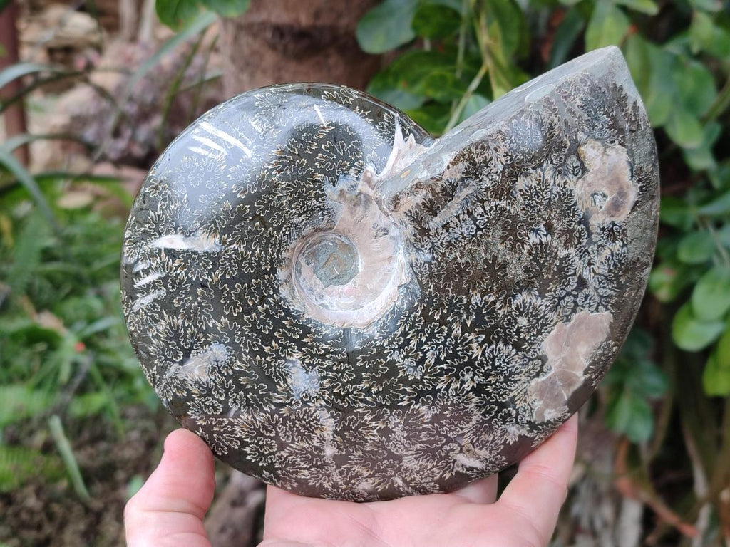 Polished Large "Jigsaw" Cleoniceras Ammonite Fossil x 1 From Tulear, Madagascar - Toprock Gemstones and Minerals 
