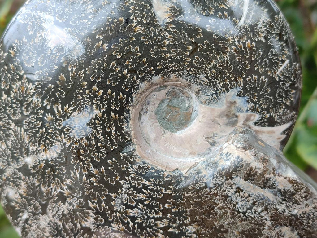 Polished Large "Jigsaw" Cleoniceras Ammonite Fossil x 1 From Tulear, Madagascar - Toprock Gemstones and Minerals 