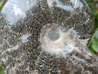 Polished Large "Jigsaw" Cleoniceras Ammonite Fossil x 1 From Tulear, Madagascar - Toprock Gemstones and Minerals 
