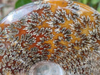 Polished Large "Jigsaw" Cleoniceras Ammonite Fossil x 1 From Tulear, Madagascar - Toprock Gemstones and Minerals 